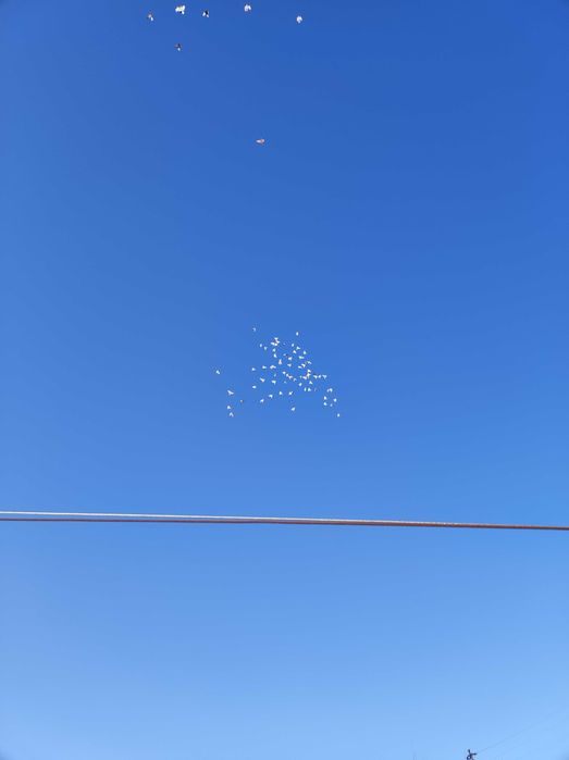 Lot gołębi, gołębi