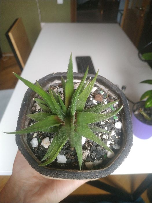 Хавортия с вазоном,суккулент