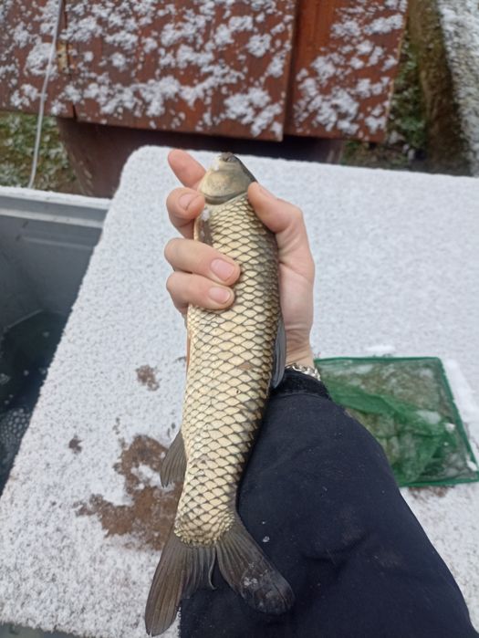 Narybek/Kroczek Karp Lin Jesiotr i wiele innych