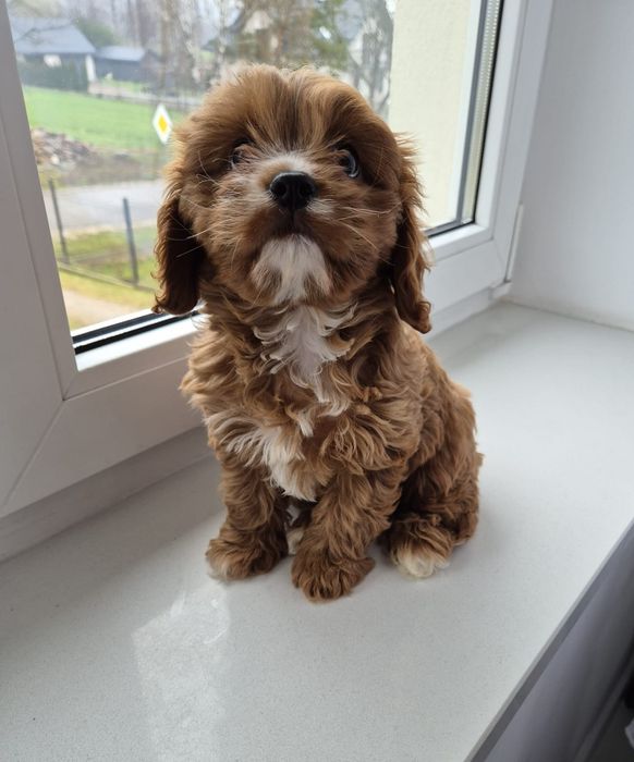 Piesek Cavapoo F1 Cavalier & Pudel
