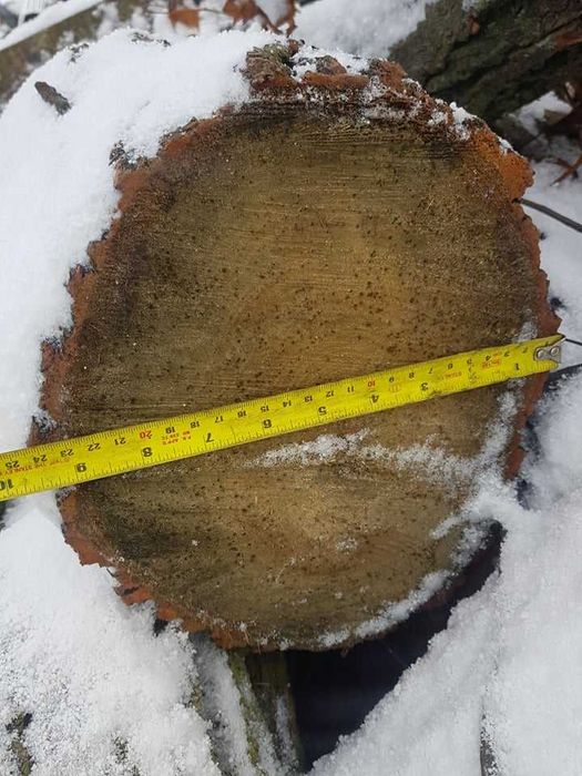 LIPA, drzewo lipowe, drewno na rzeźby, klocki, kłody