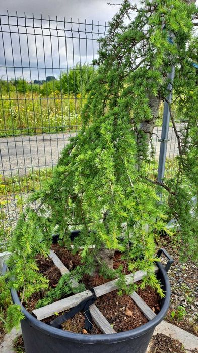 CEDR Atlaski  'pendula'