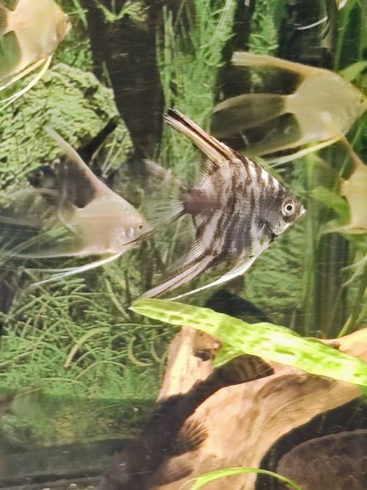 Skalary Marmur Czarny