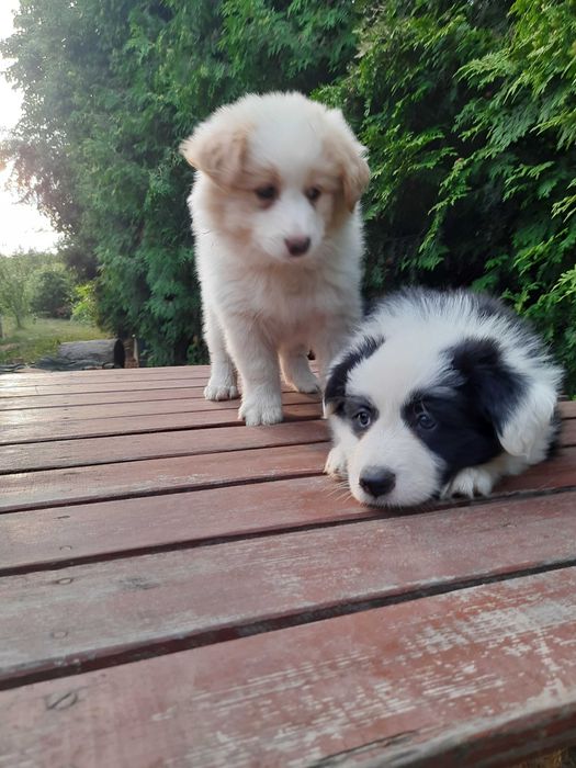 Psiaki cudaki Border collie