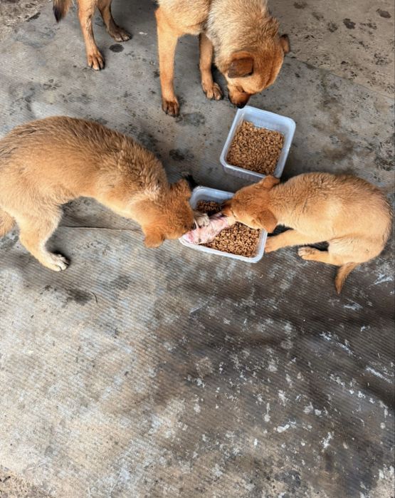 Віддамо в добрі руки 2-х руденьких малючків