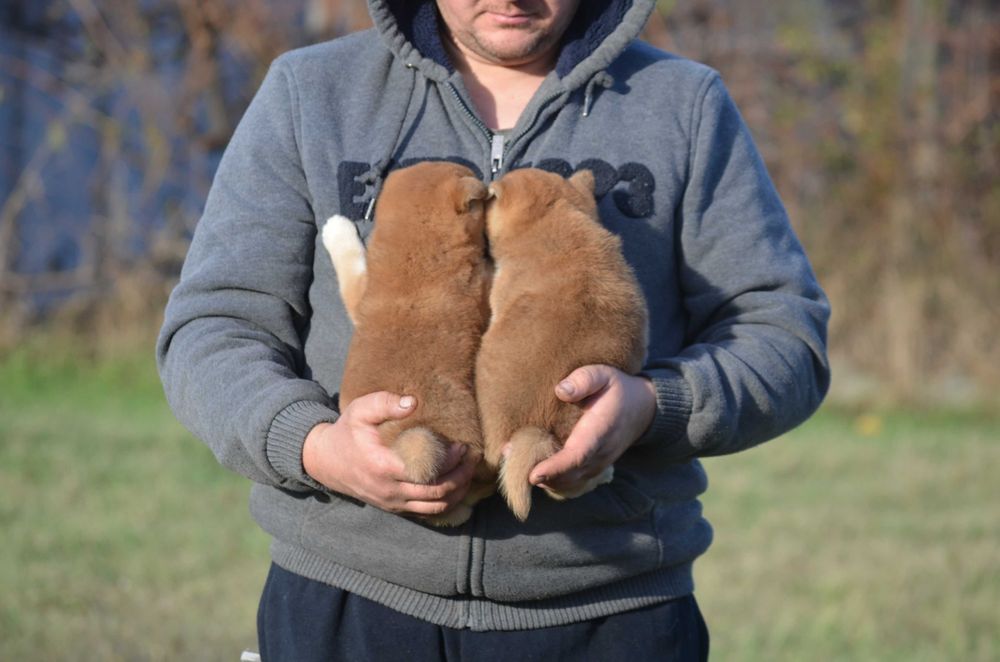 Шиба/Сіба/Shiba, КСУ-FCI! Київ, або відправлю. Є "Оплата частинами"