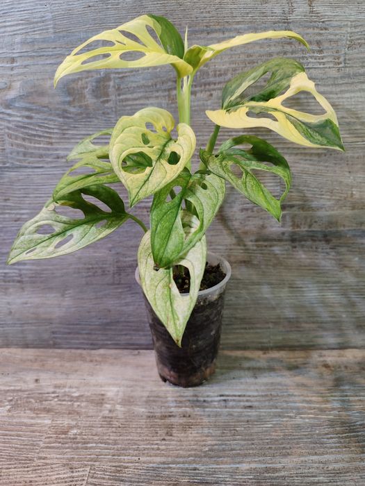 Монстера Адансонії варіагатна, Monstera Adansonii variegata