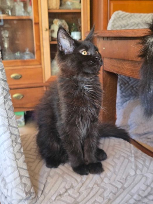 Czarna solidka Maine Coon