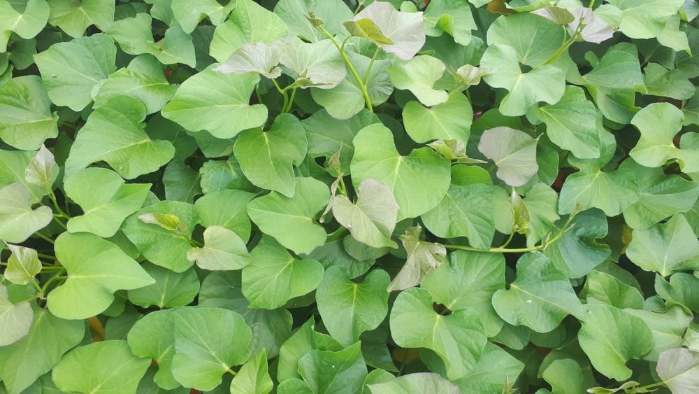 batata doce várias variedades limpas de vírus.