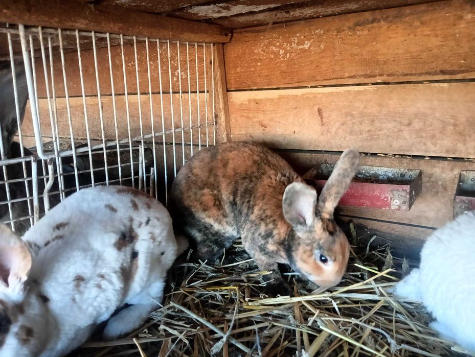 Sprzedam króliki REX