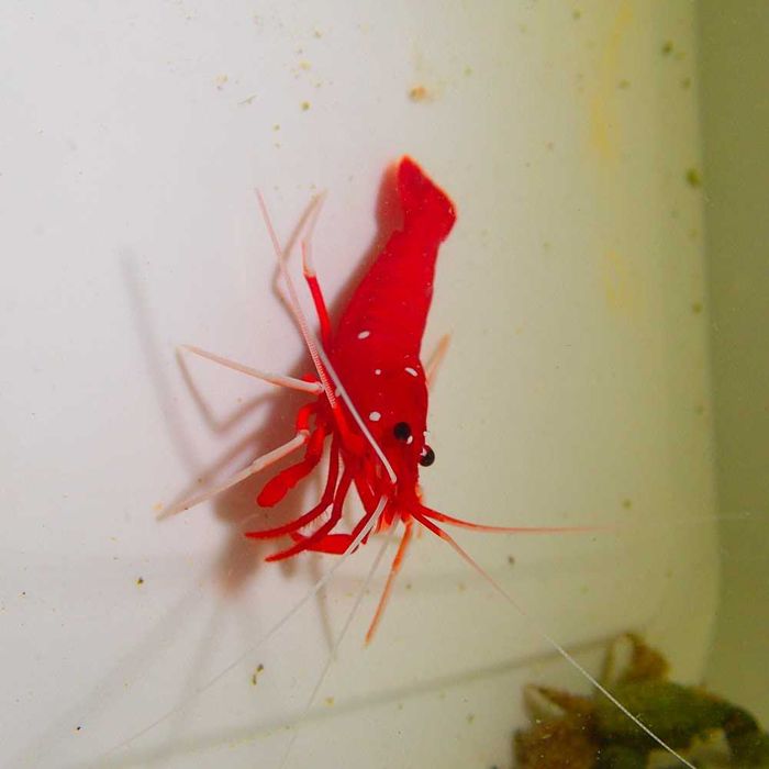 Krewetka Lysmata debelius - akwarium morskie.