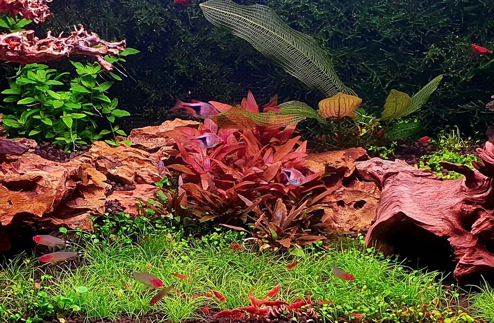 Neocaridina vermelho apurado