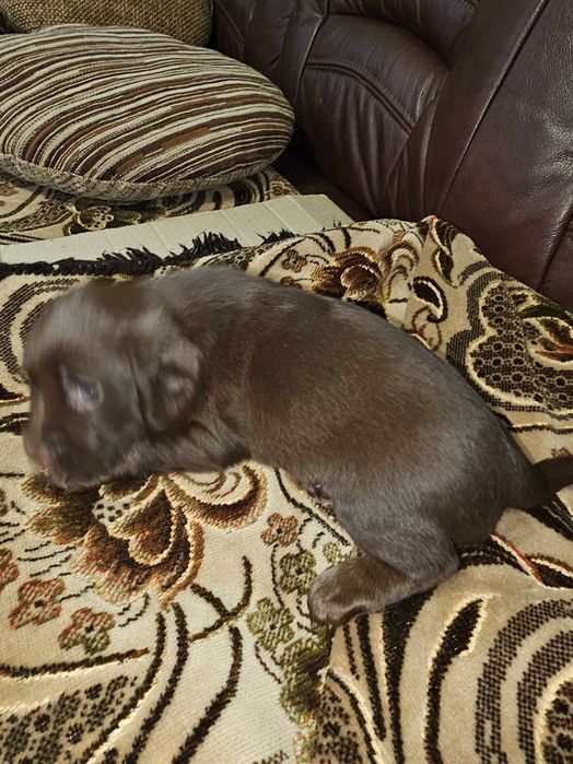 Цуценята кокер спаніель