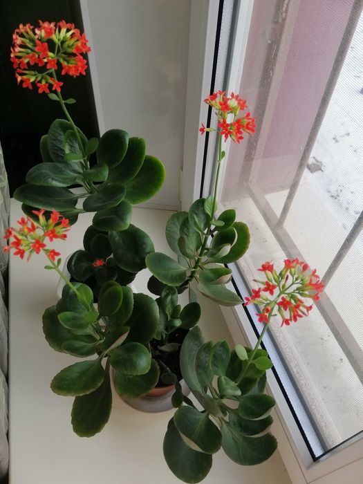 Комнатные цветы. Драцена, красула и др.