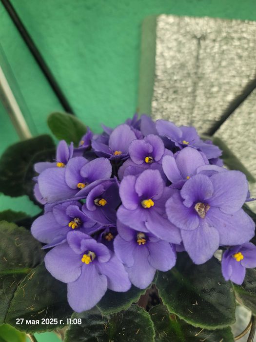 Мини фиалки и стандарти