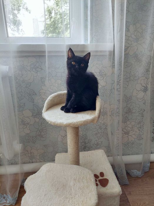 Шотладський прямоухий котик в хороші руки