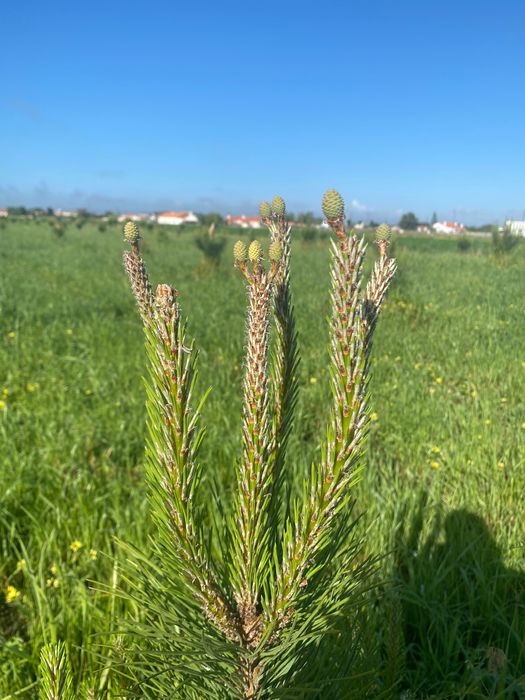 Enxertos Pinheiro Manso
