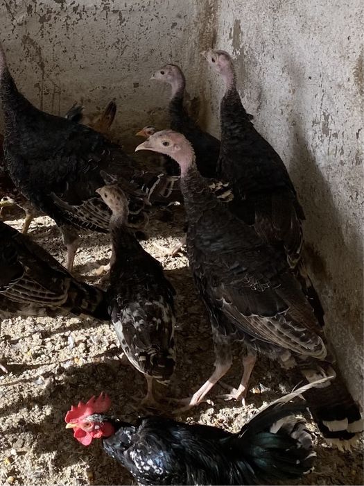 Perus de varias idades.