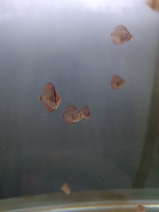 Paletki dyskowce, Red Turkus