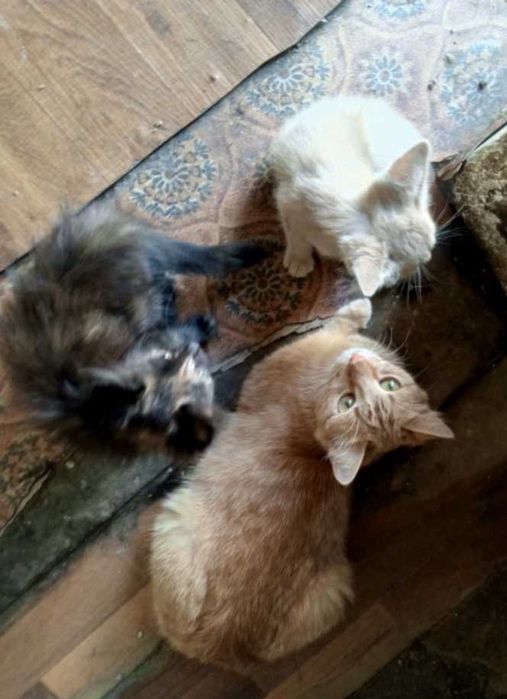 Отдам в хорошие руки котят