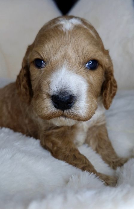 Cockapoo f1 chłopcy do rezerwacji