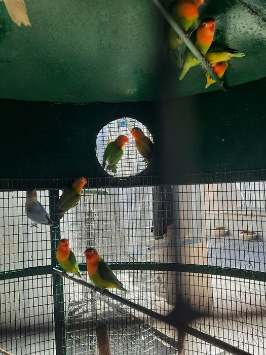 Agapornis fischers ,rolas diamante e mandarins