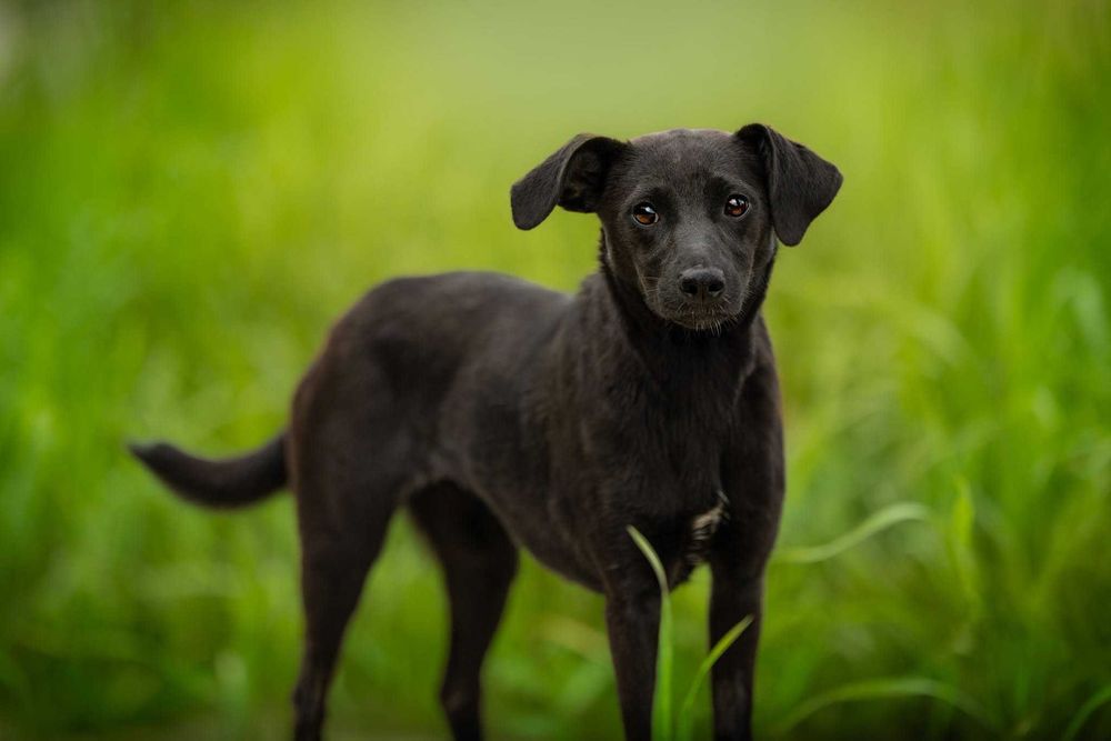 FRENDI - przyjazna łagodna sunia do adopcji