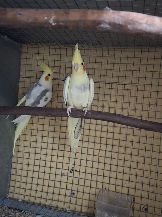Casal de caturras