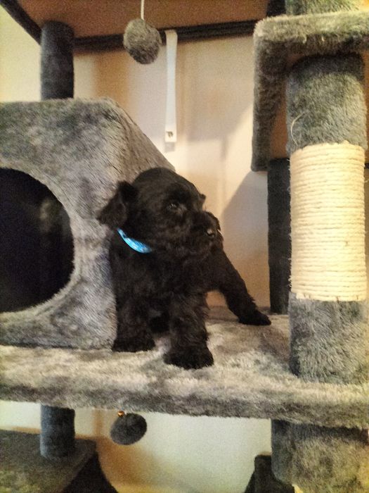 Sznaucer miniaturowy czarny piesek