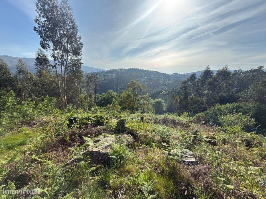 Terreno florestal/agrícola em Vieira do Minho