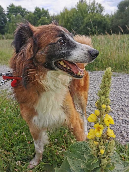 Mandu czeka na dom...