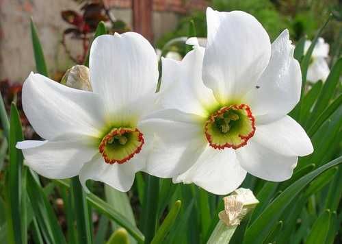 нарциссы белые ароматные