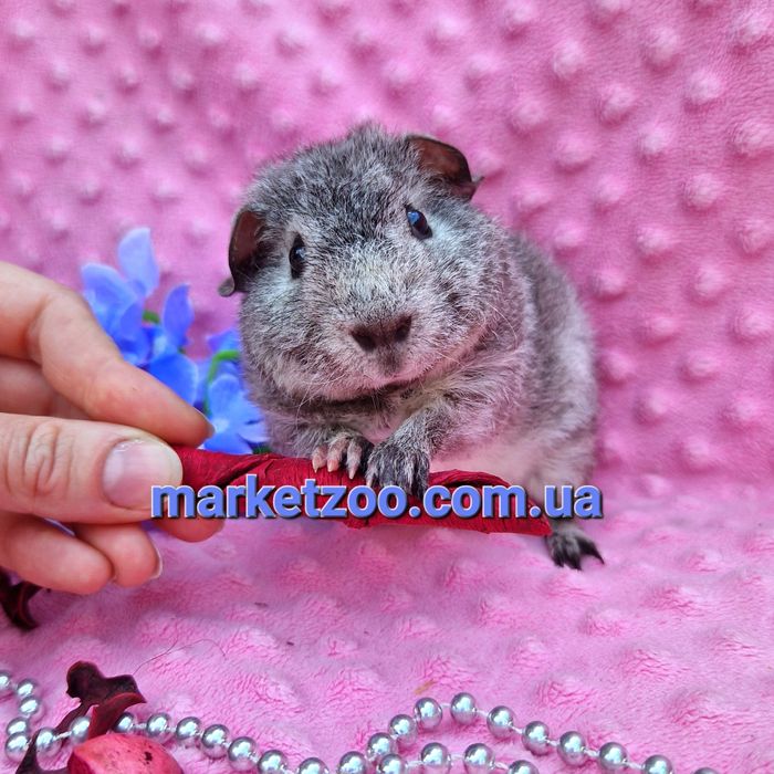 Морская свинка,морские свинки,морська свинка теддi,морськi серебро