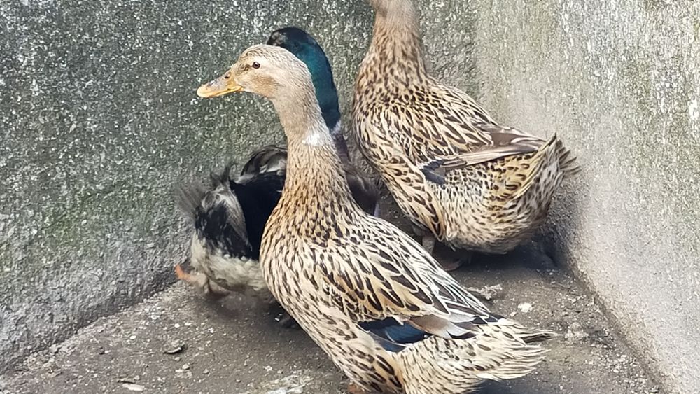 Patos Rouen - excelente carne (Promoção)