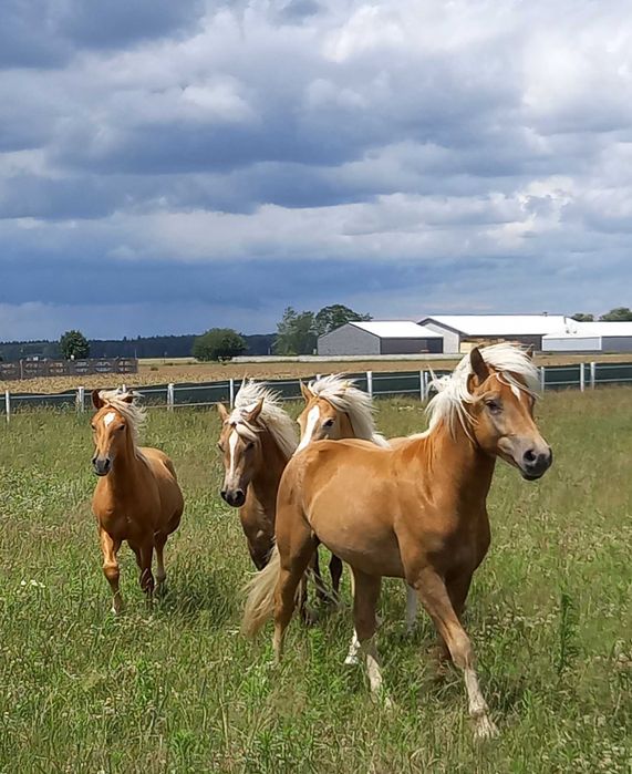 Stanowka krycie ogierem rasy haflinger Bary