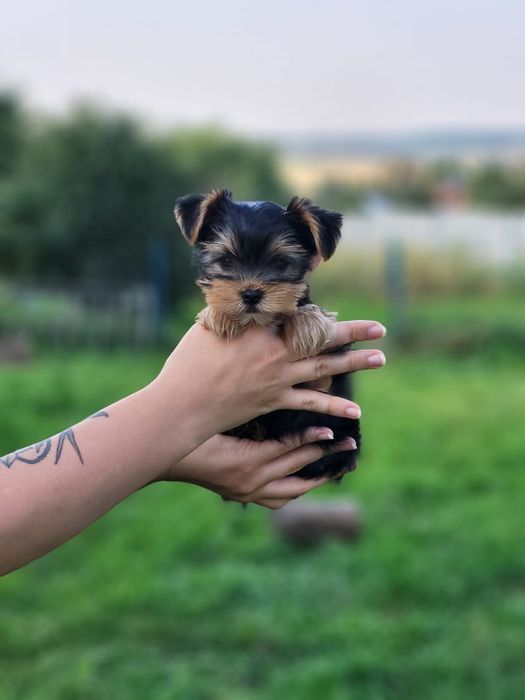 Цуценята, що пахнуть дитинством. Йорк