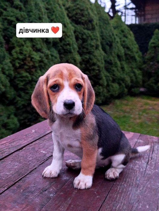 Цуценята Білгя/ Бігль
