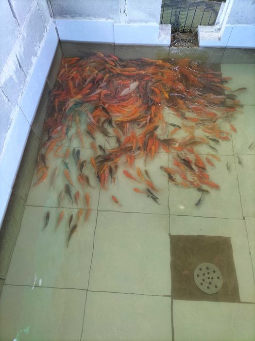 Karp Lin Płoć Jesiotr Pstrąg Amur Węgorz , Narybek , Ryby , Kroczek