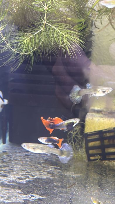Peixes Ornamentais à Venda – Guppy, Platy e Molinésia