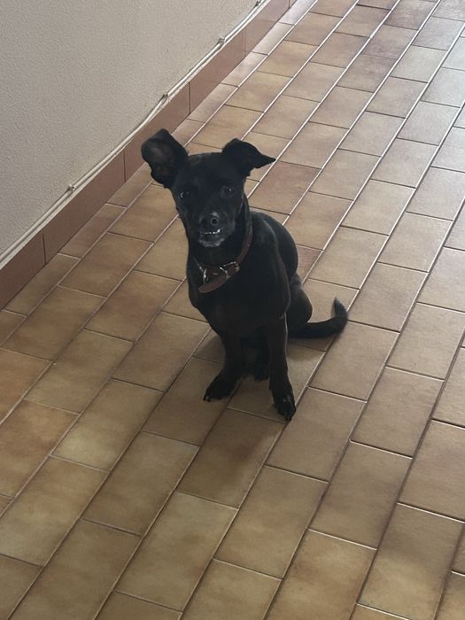 Cão porte pequeno/medio 7kg