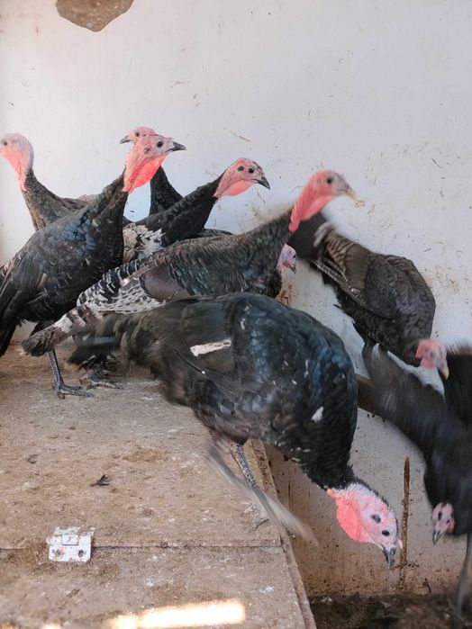 Perus para venda