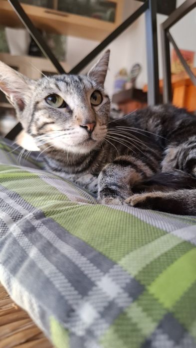 Gatinha para adopção responsável