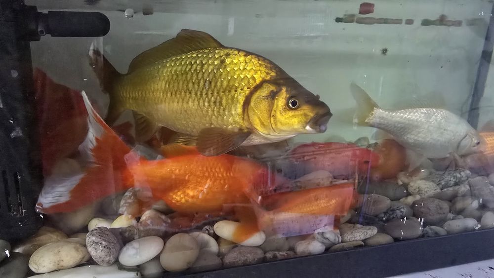 Peixes Vermelhos e brancos