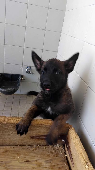 Pastor Belga Malinois