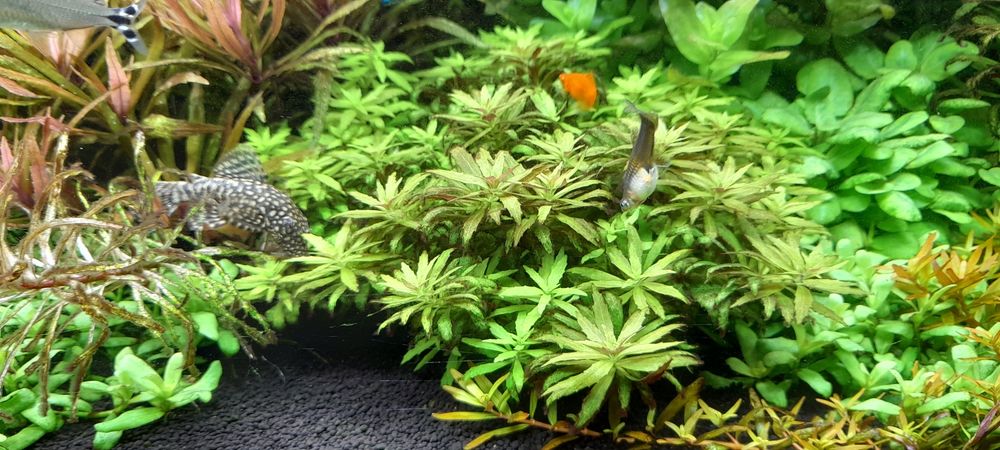 Limnopihilia  aromatica mini roślina akwariowa