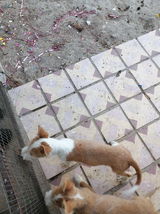 Macho podengo médio pelo cerdoso