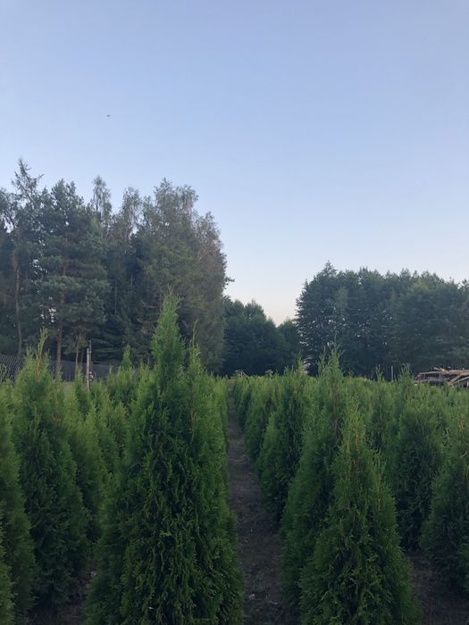 Tuja szmaragd sprzedam
