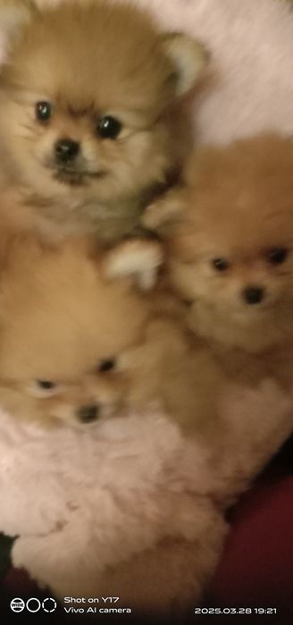 Померанський шпіц. Продаж