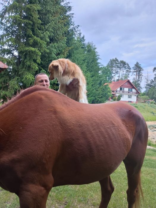 Wałach Wielkopolski Profesor