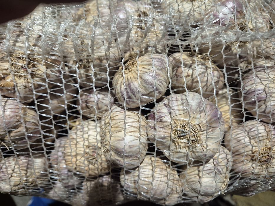 Czosnek harnaś (6,6.5,7cm)